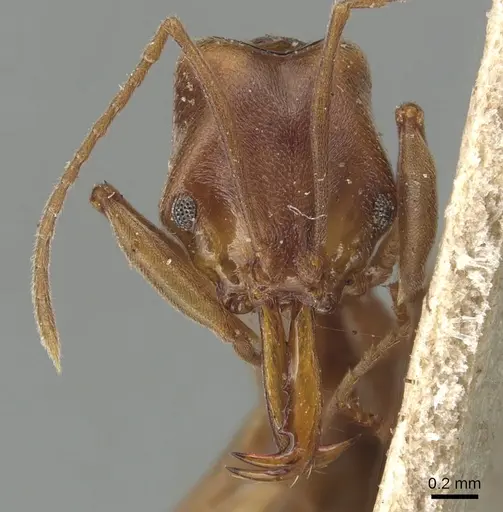Anochetus simoni specimen CASENT0903986 image casent0903986_2