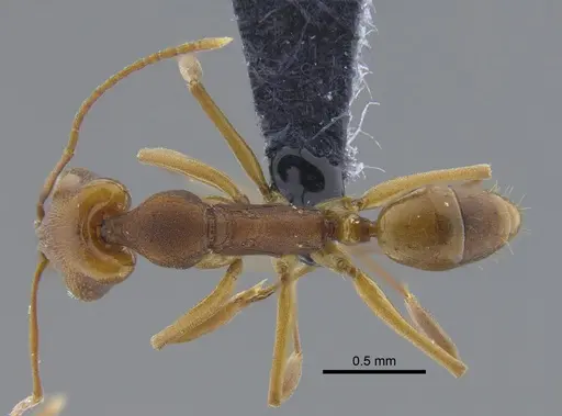 Anochetus simoni specimen CBUMAGENT41702 image cbumagent41702_1