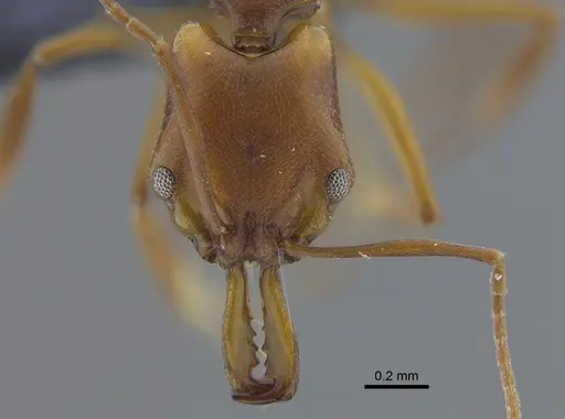 Anochetus simoni specimen CBUMAGENT41702 image cbumagent41702_2