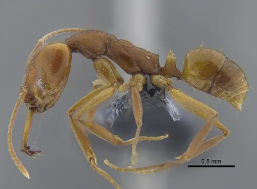 Anochetus simoni specimen CBUMAGENT41702 image cbumagent41702_3