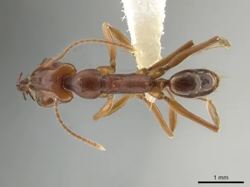 Anochetus simoni specimen JTLC000015234 image jtlc000015234_1