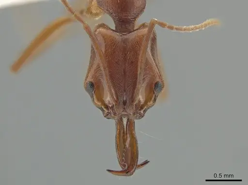 Anochetus simoni specimen JTLC000015234 image jtlc000015234_2