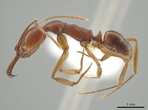 Anochetus simoni specimen JTLC000015234 image jtlc000015234_3