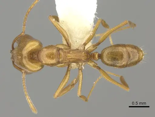 Anochetus siphneus specimen CASENT0260507 image casent0260507_1