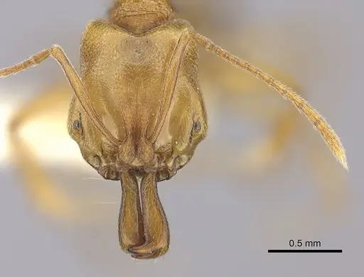 Anochetus siphneus specimen CASENT0260507 image casent0260507_2