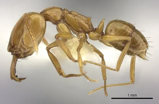 Anochetus siphneus specimen CASENT0260507 image casent0260507_3