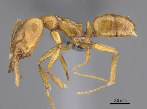 Anochetus siphneus specimen CASENT0815716 image casent0815716_1