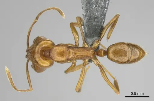 Anochetus siphneus specimen CASENT0815767 image casent0815767_1