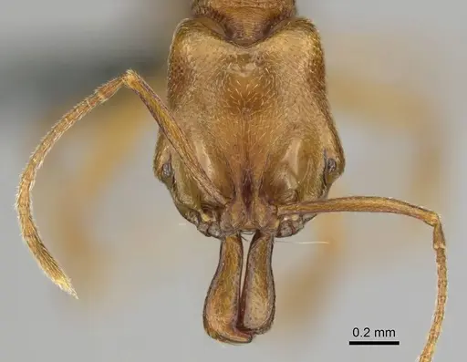 Anochetus siphneus specimen CASENT0815767 image casent0815767_2