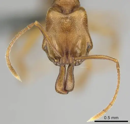 Anochetus siphneus specimen CASENT0815767 image casent0815767_3