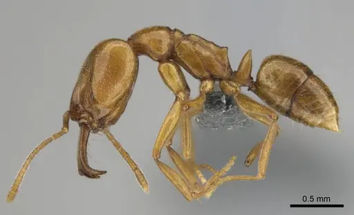 Anochetus siphneus specimen CASENT0815767 image casent0815767_4