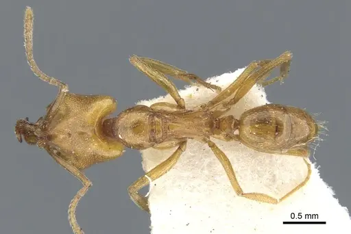 Anochetus siphneus specimen CASENT0902457 image casent0902457_1