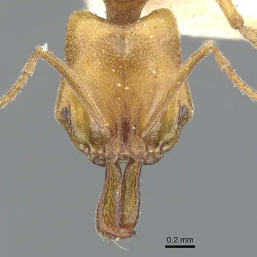 Anochetus siphneus specimen CASENT0902457 image casent0902457_2