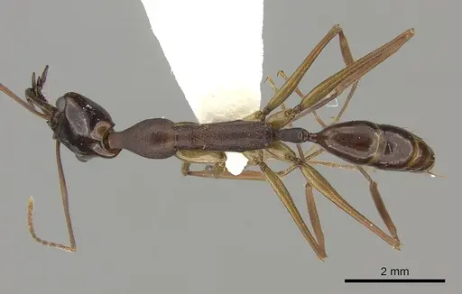 Anochetus striatulus specimen CASENT0260508 image casent0260508_1