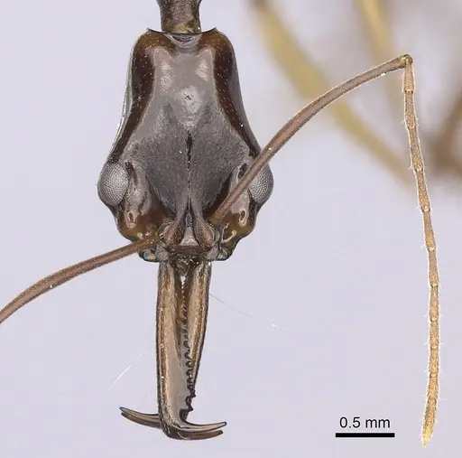 Anochetus striatulus specimen CASENT0260508 image casent0260508_2