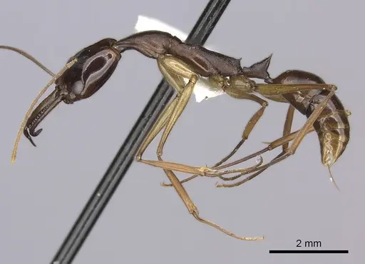 Anochetus striatulus specimen CASENT0260508 image casent0260508_3