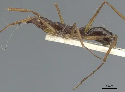 Anochetus striatulus specimen CASENT0902429 image casent0902429_2