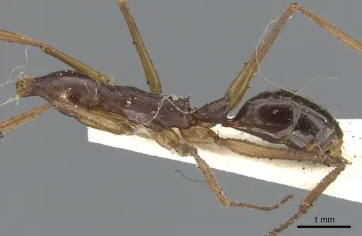 Anochetus striatulus specimen CASENT0902429 image casent0902429_3