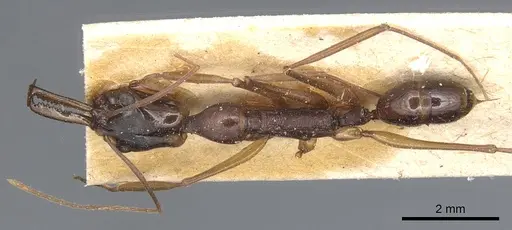 Anochetus striatulus specimen CASENT0903991 image casent0903991_1