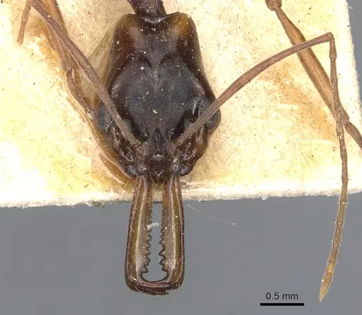 Anochetus striatulus specimen CASENT0903991 image casent0903991_2