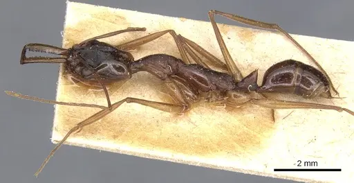 Anochetus striatulus specimen CASENT0903991 image casent0903991_3