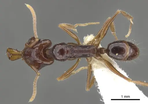 Anochetus strigatellus specimen CASENT0902438 image casent0902438_1