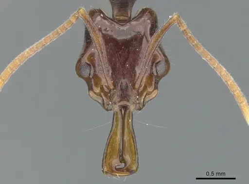 Anochetus strigatellus specimen CASENT0902438 image casent0902438_2