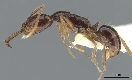 Anochetus strigatellus specimen CASENT0902438 image casent0902438_3