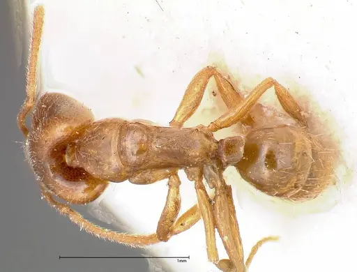 Anochetus subcoecus specimen FOCOL0345 image focol0345_1