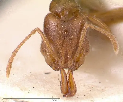 Anochetus subcoecus specimen FOCOL0345 image focol0345_2