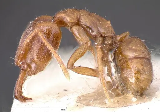 Anochetus subcoecus specimen FOCOL0345 image focol0345_3