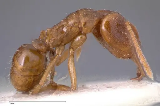 Anochetus subcoecus specimen FOCOL0345 image focol0345_4