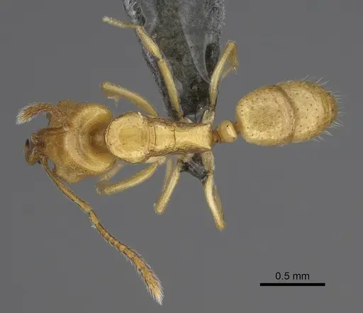 Anochetus talpa specimen CASENT0815182 image casent0815182_1