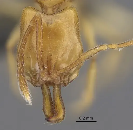 Anochetus talpa specimen CASENT0815182 image casent0815182_2