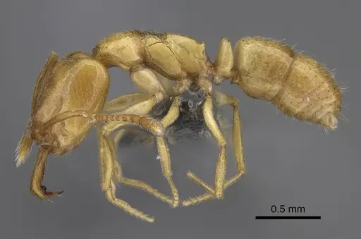 Anochetus talpa specimen CASENT0815182 image casent0815182_3