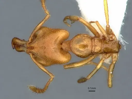Anochetus talpa specimen CASENT0842143 image casent0842143_1