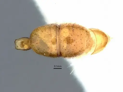 Anochetus talpa specimen CASENT0842143 image casent0842143_2