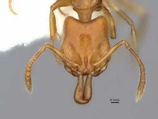 Anochetus talpa specimen CASENT0842143 image casent0842143_3