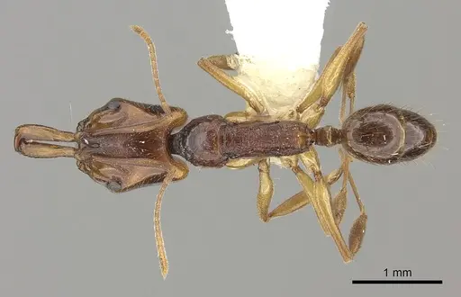 Anochetus targionii specimen CASENT0260509 image casent0260509_1