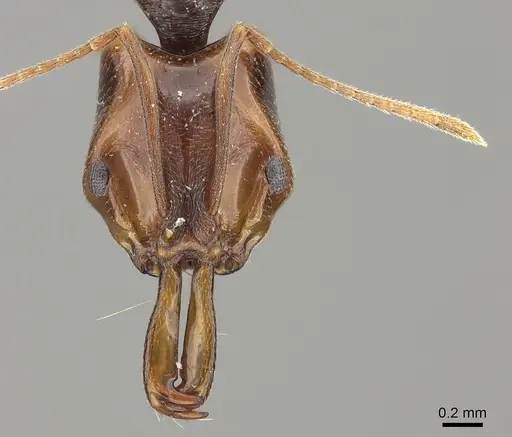 Anochetus targionii specimen CASENT0260509 image casent0260509_2