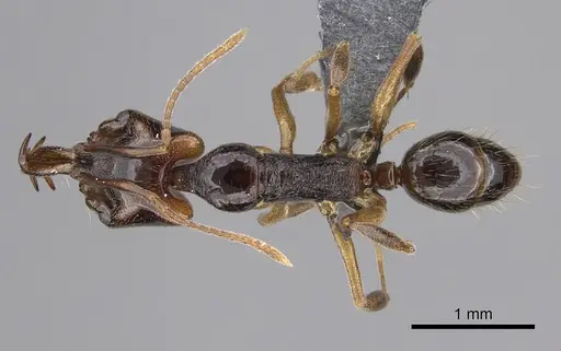 Anochetus targionii specimen CASENT0372252 image casent0372252_1