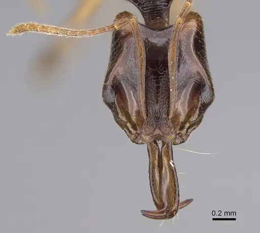 Anochetus targionii specimen CASENT0372252 image casent0372252_2