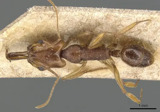 Anochetus targionii specimen CASENT0903985 image casent0903985_1