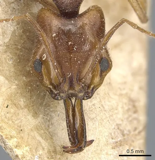 Anochetus targionii specimen CASENT0903985 image casent0903985_2