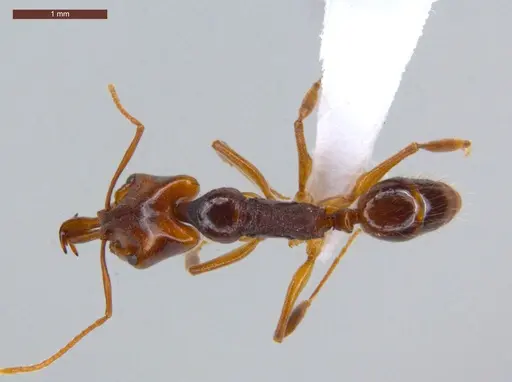 Anochetus targionii specimen ECOFOG-CSG15-0131-08 image ecofog-csg15-0131-08_1