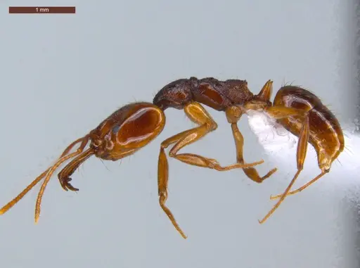 Anochetus targionii specimen ECOFOG-CSG15-0139-12 image ecofog-csg15-0139-12_3