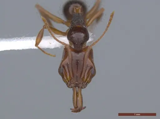 Anochetus targionii specimen ECOFOG-KW14-0038-21 image ecofog-kw14-0038-21_2