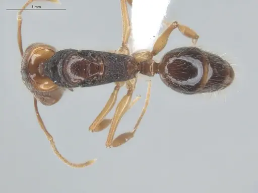 Anochetus targionii specimen ECOFOG-MI15-0343-77-Q image ecofog-mi15-0343-77-q_1