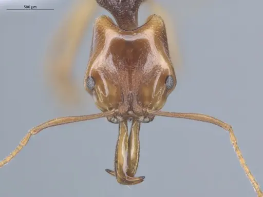 Anochetus targionii specimen ECOFOG-MI15-0343-77 image ecofog-mi15-0343-77_2
