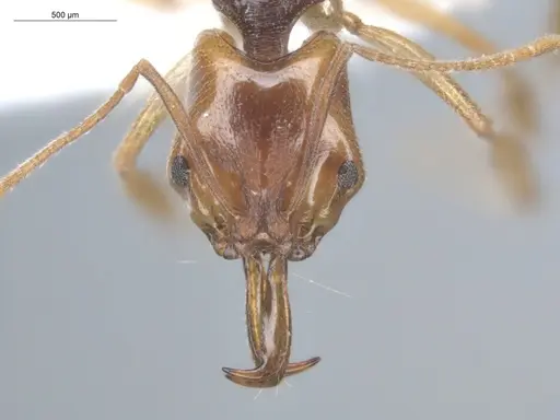 Anochetus targionii specimen ECOFOG-SL13-1314-20 image ecofog-sl13-1314-20_2